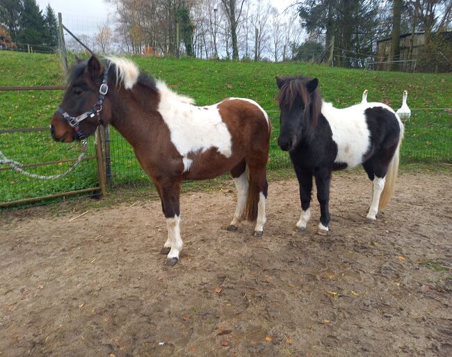 Liebe Pony Stuten/sind gefahren, Marcel S , Pferd kaufen, Mettmann 