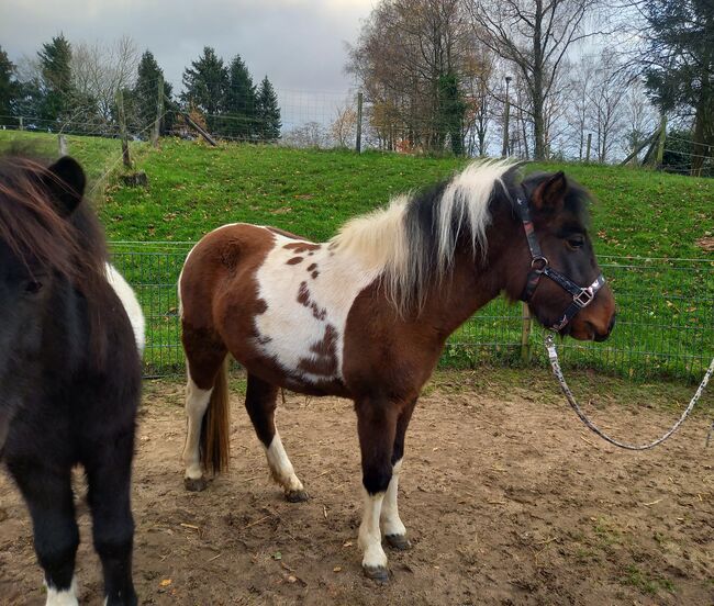 Liebe Pony Stuten/sind gefahren, Marcel S , Pferd kaufen, Mettmann , Abbildung 3