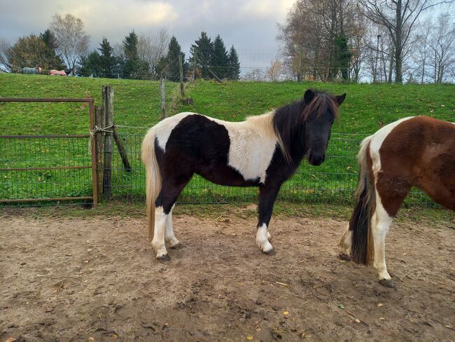 Liebe Pony Stuten/sind gefahren, Marcel S , Pferd kaufen, Mettmann , Abbildung 4