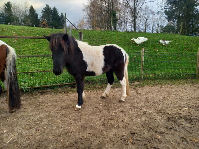 Liebe Pony Stuten/sind gefahren, Marcel S , Pferd kaufen, Mettmann , Abbildung 5