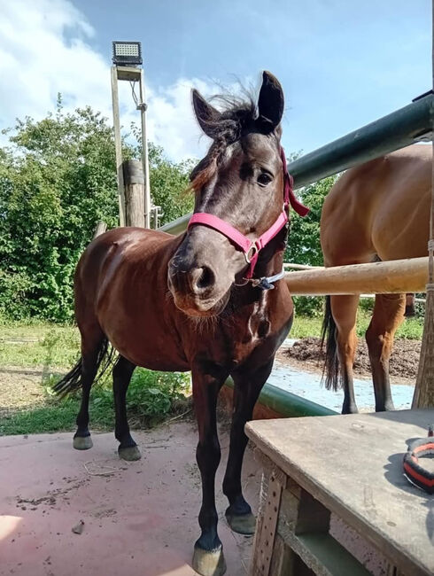 Liebe Ponystute sucht neues 5* Zuhause, Ines, Pferd kaufen, Unterzögersdorf