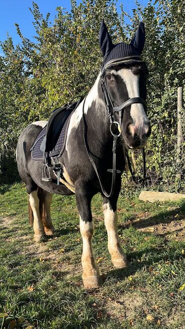 Liebe Tinkerstute sucht Bewegung 🥰, Nicole Lier, Reitbeteiligungen, Karlsdorf b. Enzersdorf/ Fischa , Abbildung 2