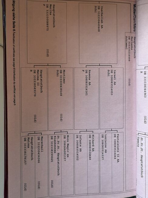 Liebe tolle Stute als bei stell Pferd an.,  E .p , Pferd kaufen, Thedinghausen, Abbildung 2