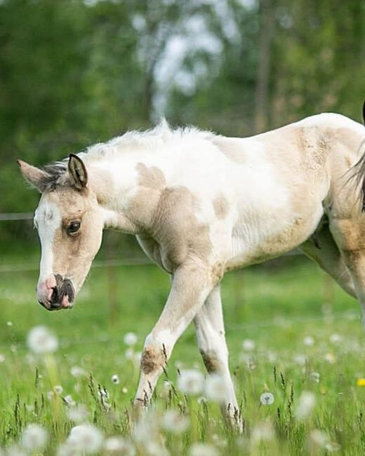 Liebe und zutrauliche Paint Horse Stute Fohlen 4/2026, Rainer, Pferd kaufen, Wernigerode