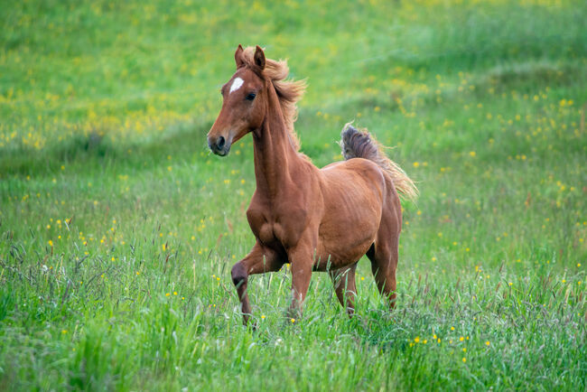 Liebenswerte American Saddlebred Jungstute, Martin Wingenfeld, Pferd kaufen, Kierspe