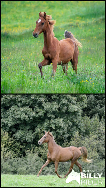 Liebenswerte American Saddlebred Jungstute, Martin Wingenfeld, Pferd kaufen, Kierspe, Abbildung 3