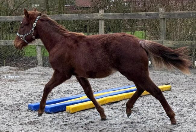 Liebenswerte Quarter Horse Nachwuchsstute aus bester Aufzucht, Kerstin Rehbehn (Pferdemarketing Ost), Pferd kaufen, Nienburg