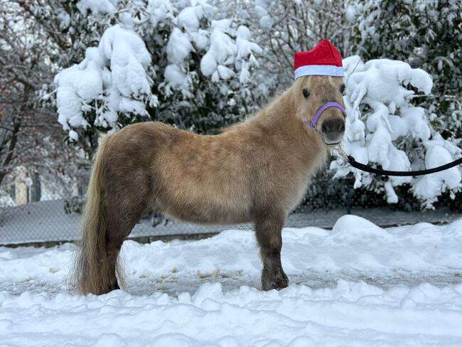 Liebenswerte Shetty-Stute sucht Familie: Palomino mit Papieren, Sport- und Freizeitpferde Fuchs (Sport- und Freizeitpferde Fuchs), Pferd kaufen, Ellgau, Abbildung 6