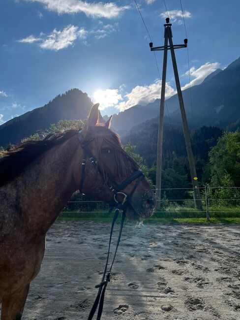 Liebenswerter Allrounder, Martina, Pferd kaufen, Häselgehr