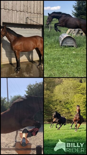 liebenswertes Freizeitpferd, Wiebke, Pferd kaufen, Bad Hersfeld, Abbildung 6
