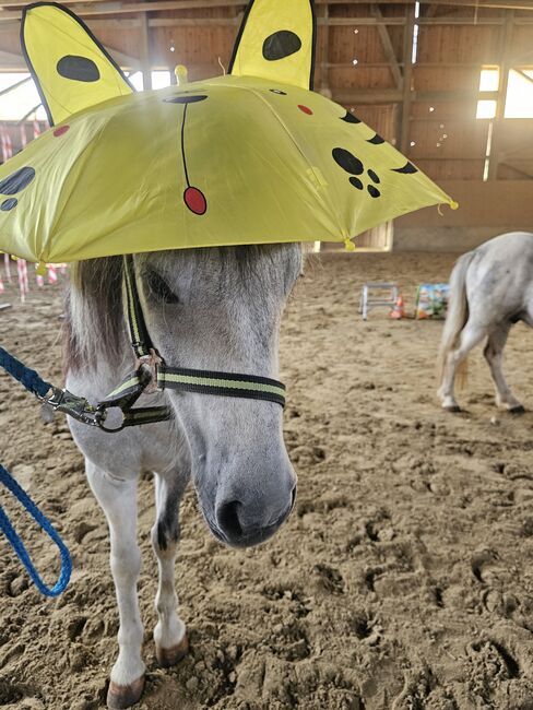 Liebenswertes Pony, K.B.Z. verkaufspferde , Pferd kaufen, Steiermark/Leibnitz , Abbildung 4