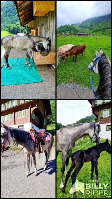 Liebenswürdige reitbare Araberstute mit Befund, Lena Meile, Pferd kaufen, Giswil, Abbildung 16