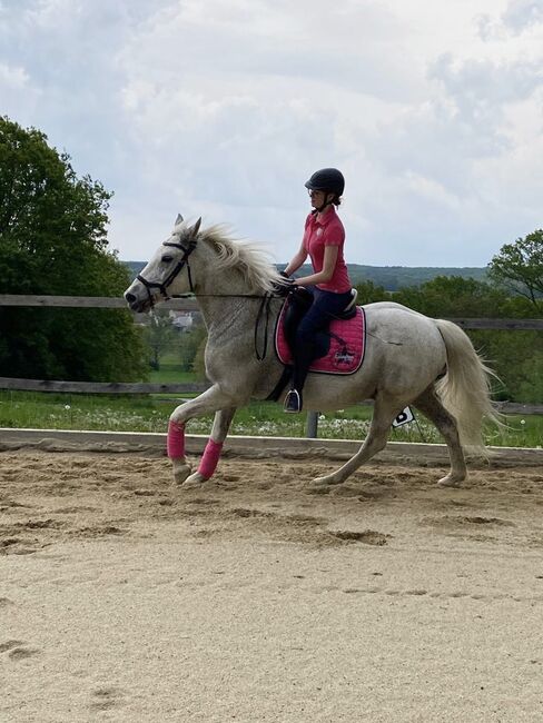 Lieber Lipizzaner sucht Reitbeteiligung, Marlene Hamedl, Horse Sharing, Tobaj, Image 6