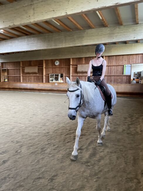 Lieber Lipizzaner sucht Reitbeteiligung, Marlene Hamedl, Horse Sharing, Tobaj, Image 4