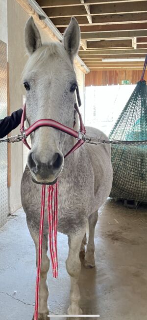 Lieber Lipizzaner sucht Reitbeteiligung, Marlene Hamedl, Horse Sharing, Tobaj, Image 7