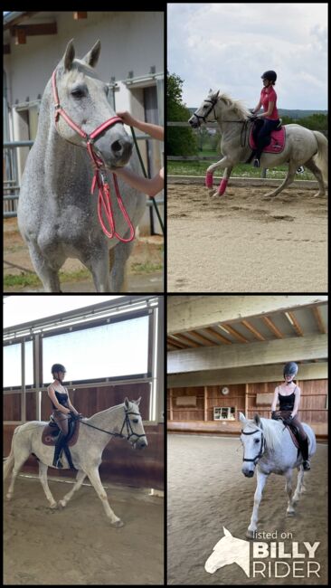 Lieber Lipizzaner sucht Reitbeteiligung, Marlene Hamedl, Horse Sharing, Tobaj, Image 9