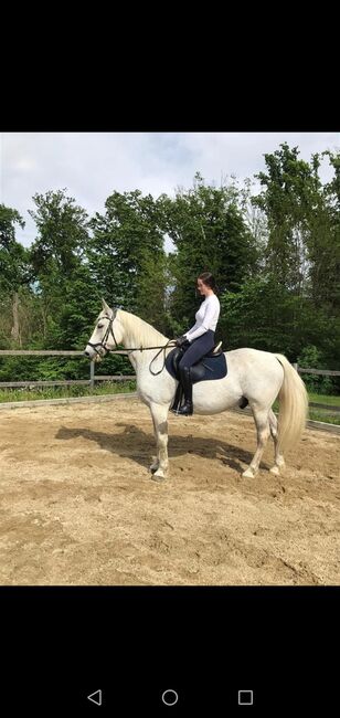 Lieber Lipizzaner sucht Reitbeteiligung, Marlene Hamedl, Horse Sharing, Tobaj, Image 2