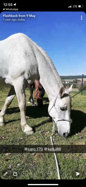 Lieber Lipizzaner sucht Reitbeteiligung, Marlene Hamedl, Horse Sharing, Tobaj, Image 5