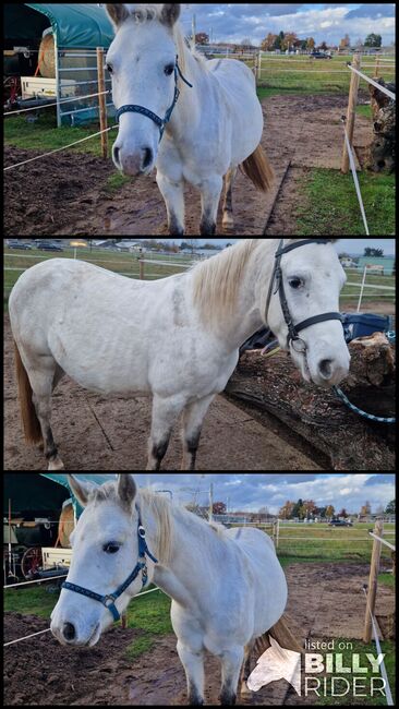 Lieber Pony Wallach sucht zuhause, Pia S, Pferd kaufen, Offenbach , Abbildung 4