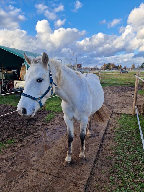 Lieber Pony Wallach sucht zuhause, Pia S, Pferd kaufen, Offenbach , Abbildung 3