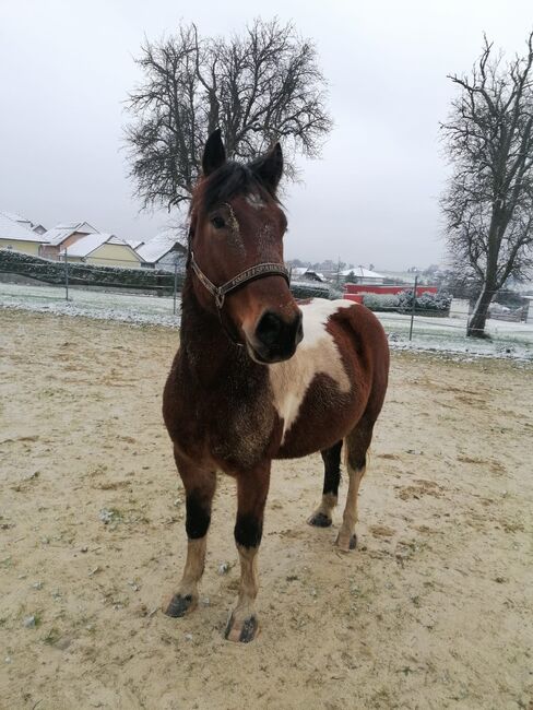 Lieber Scheckwallach, Lilly, Pferd kaufen, Aschbach Markt