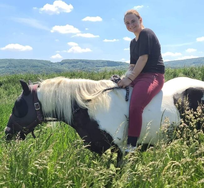 Lieber tinker, Lydia Grabecki, Pferd kaufen, Klosterneuburg , Abbildung 2