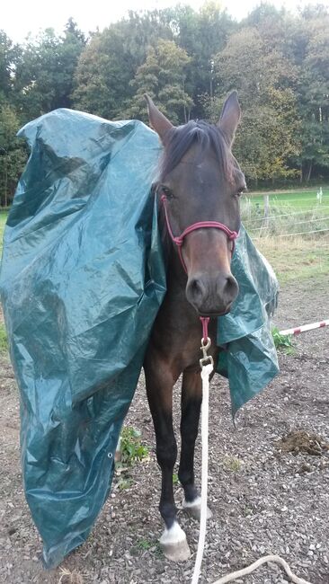 lieber Vollblutaraber, geritten in allen Grundgangarten auf Platz und im Gelände, Amalie, Pferd kaufen, Bessenbach, Abbildung 7