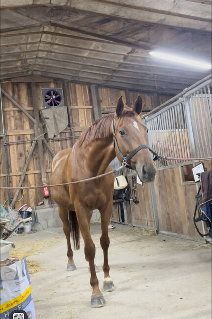 Lieber Wallach, MR, Horses For Sale, Unterhöglham