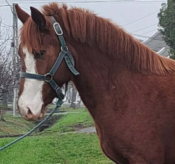 Liebes Kinder Pferd, Annette , Pferd kaufen, St.pölten 