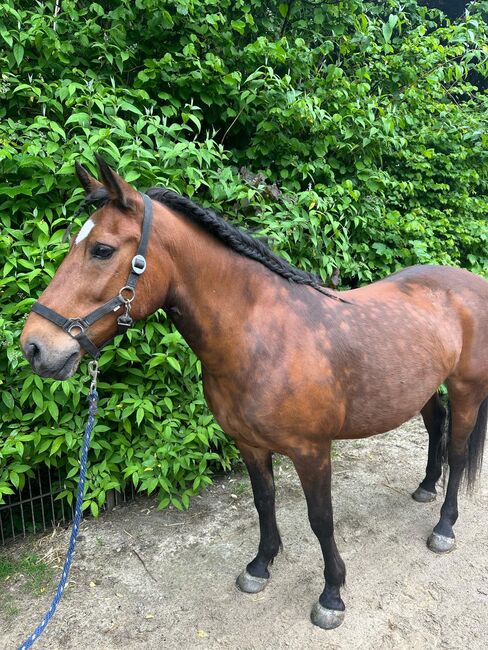 Liebes Pony abzugeben, Marcel S , Pferd kaufen, Mettmann 