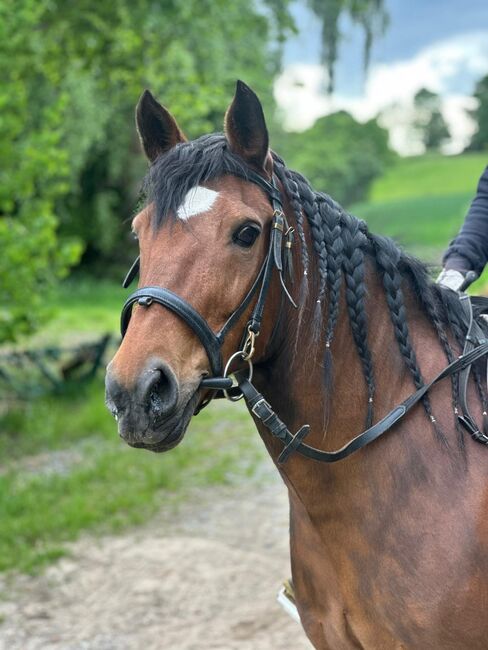 Liebes Pony abzugeben, Marcel S , Pferd kaufen, Mettmann , Abbildung 7