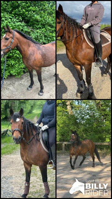 Liebes Pony abzugeben, Marcel S , Pferd kaufen, Mettmann , Abbildung 12