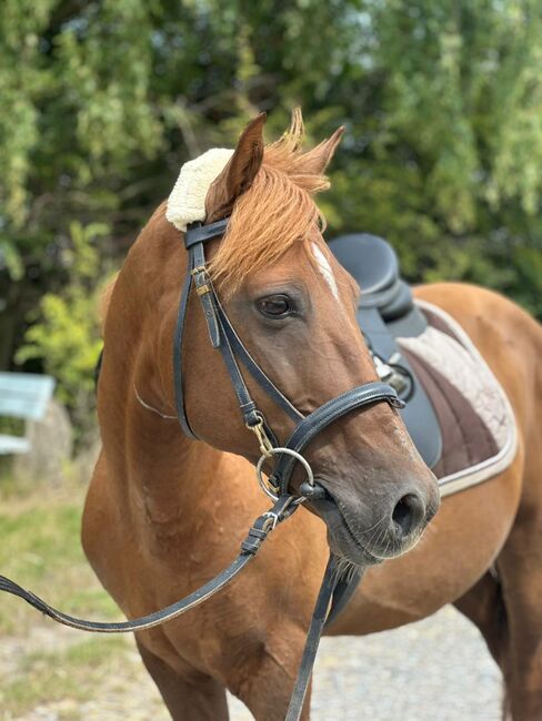 Liebes Pony abzugeben, Marcel S , Pferd kaufen, Mettmann , Abbildung 7