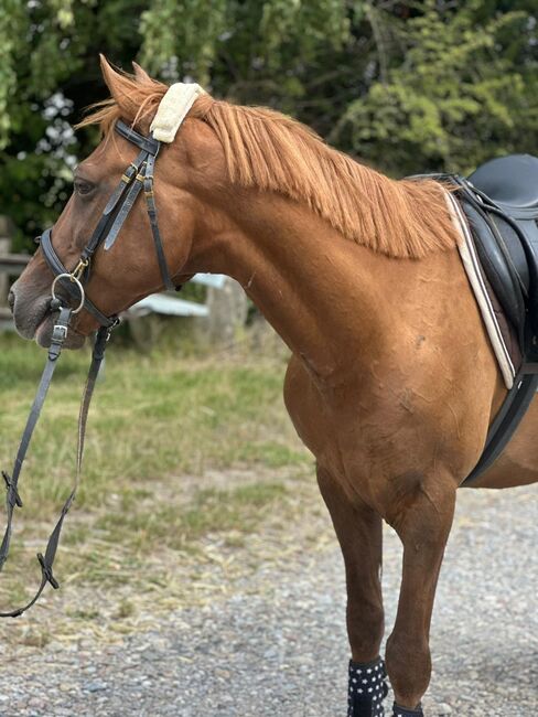 Liebes Pony abzugeben, Marcel S , Pferd kaufen, Mettmann , Abbildung 8