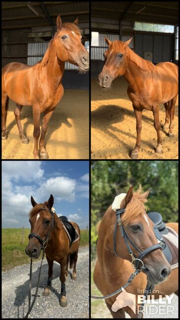Liebes Pony abzugeben, Marcel S , Pferd kaufen, Mettmann , Abbildung 11