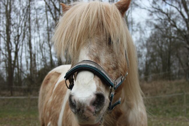 Liebes Pony, Bettina , Pferd kaufen, Buchholz 