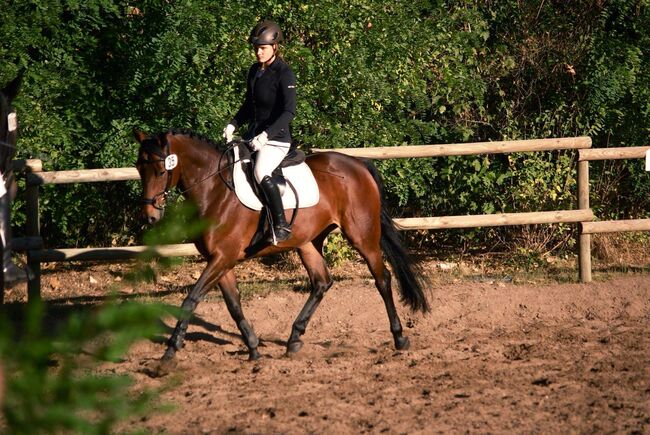 Liebevolle 20 jährige Stute zu verkaufen, Mia Pfeiffer, Horses For Sale, Kleinmachnow, Image 2