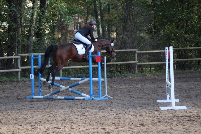 Liebevolle 20 jährige Stute zu verkaufen, Mia Pfeiffer, Horses For Sale, Kleinmachnow, Image 10