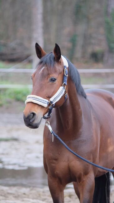 Liebevolle 20 jährige Stute zu verkaufen, Mia Pfeiffer, Horses For Sale, Kleinmachnow