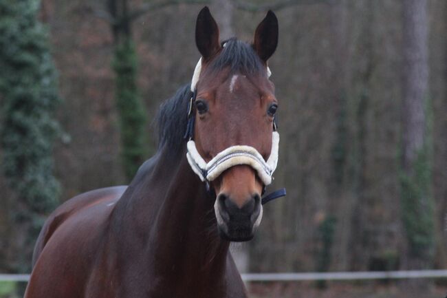 Liebevolle 20 jährige Stute zu verkaufen, Mia Pfeiffer, Horses For Sale, Kleinmachnow, Image 4