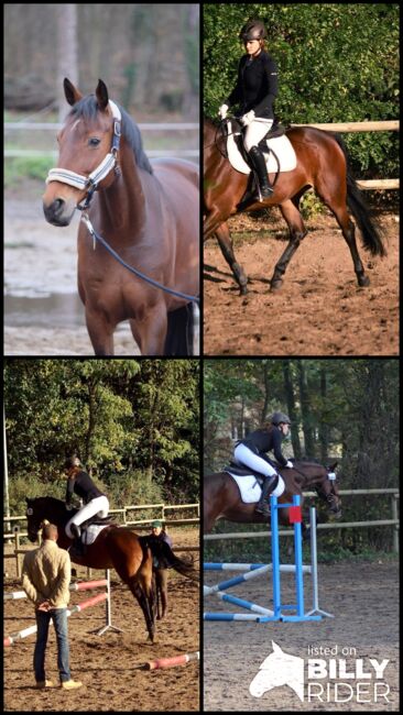 Liebevolle 20 jährige Stute zu verkaufen, Mia Pfeiffer, Horses For Sale, Kleinmachnow, Image 11