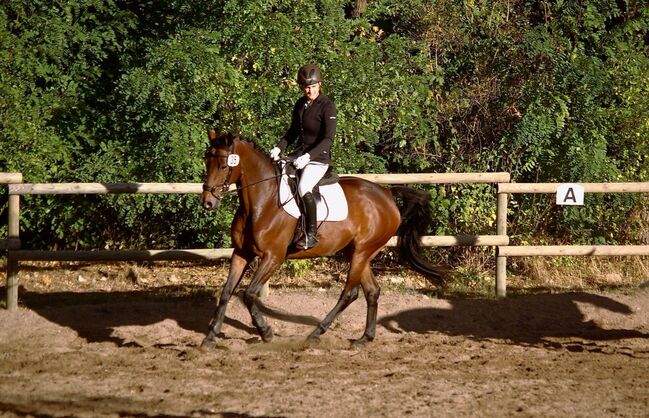 Liebevolle 20 jährige Stute zu verkaufen, Mia Pfeiffer, Horses For Sale, Kleinmachnow, Image 7