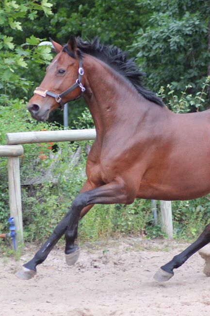 Liebevolle 20 jährige Stute zu verkaufen, Mia Pfeiffer, Horses For Sale, Kleinmachnow, Image 8