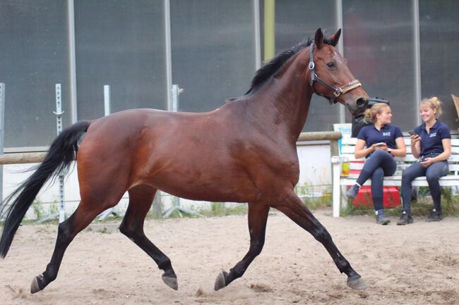 Liebevolle 20 jährige Stute zu verkaufen, Mia Pfeiffer, Horses For Sale, Kleinmachnow, Image 9