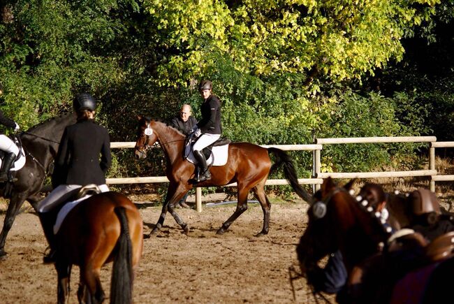 Liebevolle 20 jährige Stute zu verkaufen, Mia Pfeiffer, Horses For Sale, Kleinmachnow, Image 3