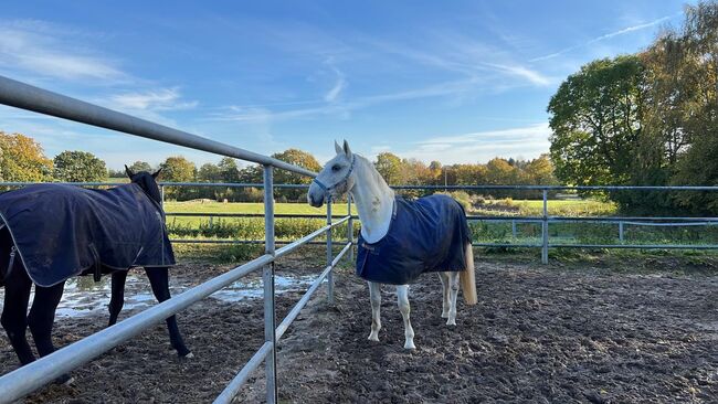 Liebevoller Lipizzaner Wallach, Birger, Pferd kaufen, Malente 