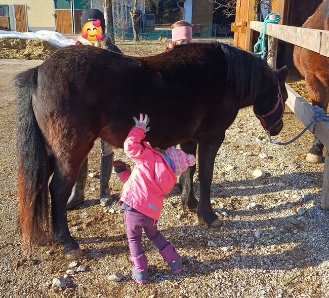Liebevolles Kuschelpony sucht neuen Wirkungskreis, Lisa, Pferd kaufen, Untergallaberg, Abbildung 2