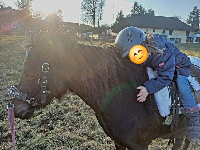 Liebevolles Kuschelpony sucht neuen Wirkungskreis, Lisa, Pferd kaufen, Untergallaberg, Abbildung 3