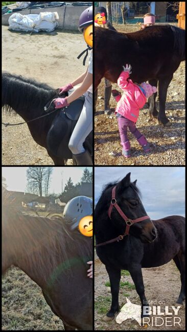 Liebevolles Kuschelpony sucht neuen Wirkungskreis, Lisa, Pferd kaufen, Untergallaberg, Abbildung 6