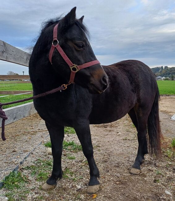 Liebevolles Kuschelpony sucht neuen Wirkungskreis, Lisa, Pferd kaufen, Untergallaberg, Abbildung 4